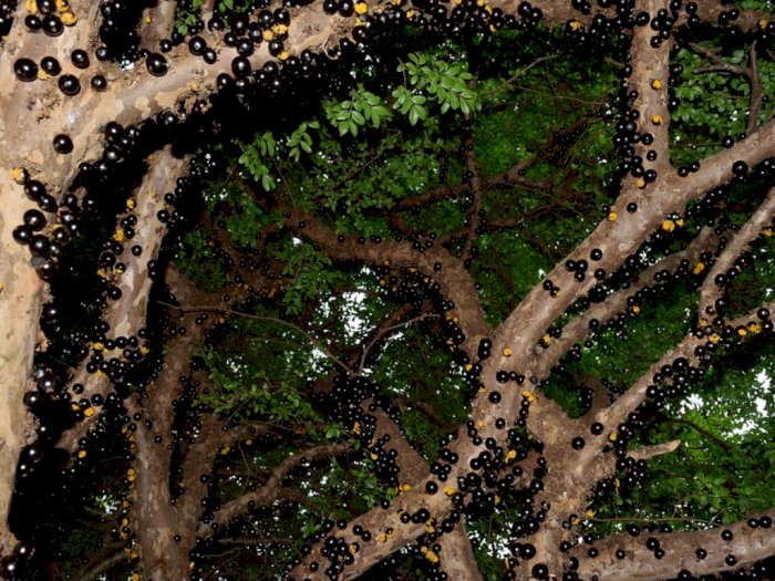 Jabuticaba, Buah Anggur yang Tumbuh di Batang Pohon ...