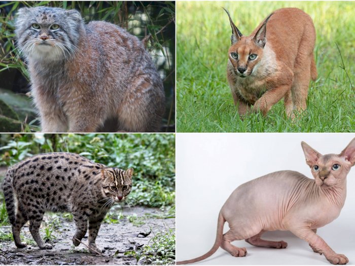 12 Jenis Kucing Terunik Di Dunia Indozone Id