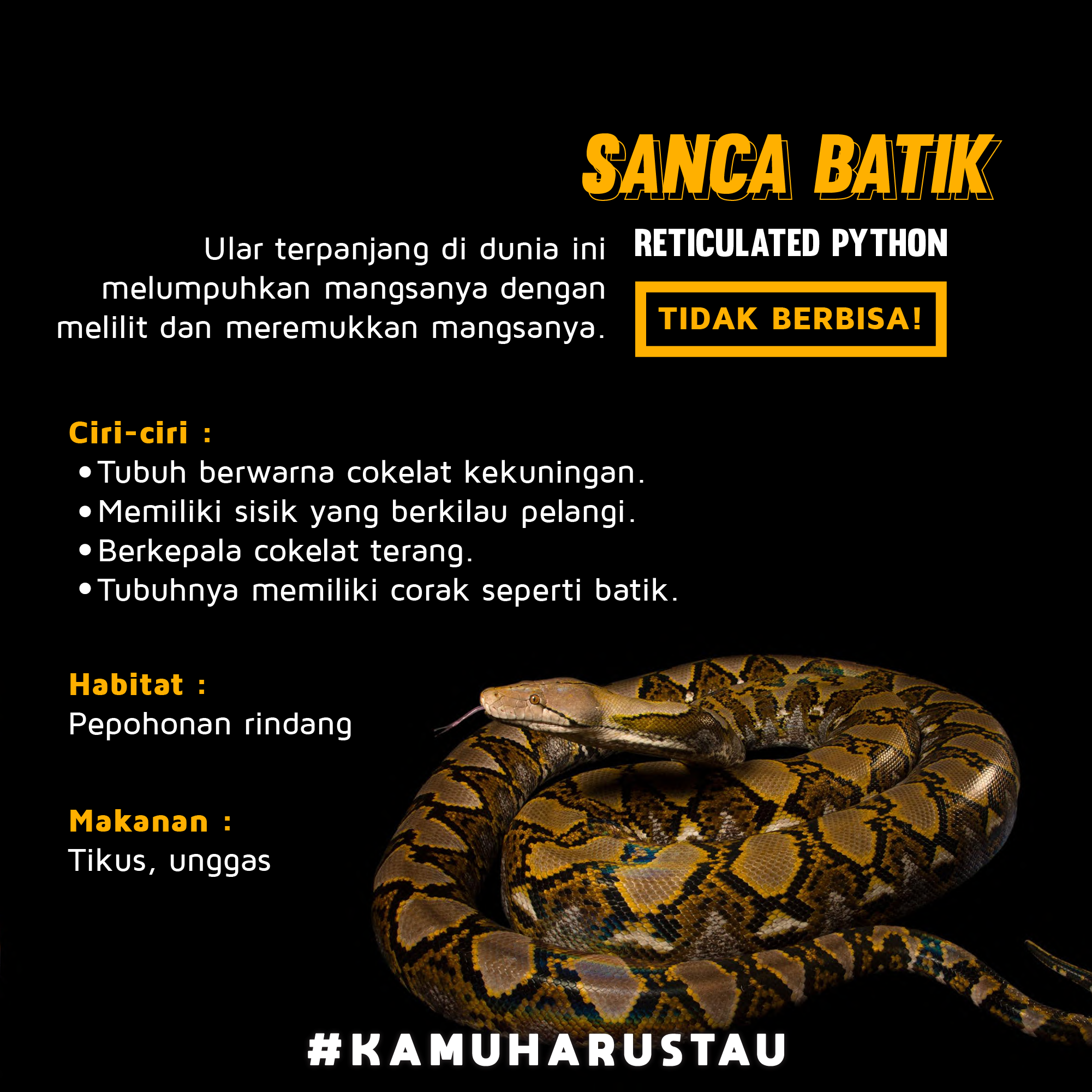 7 Jenis Ular yang Sering Masuk ke Pemukiman Warga | Indozone.id