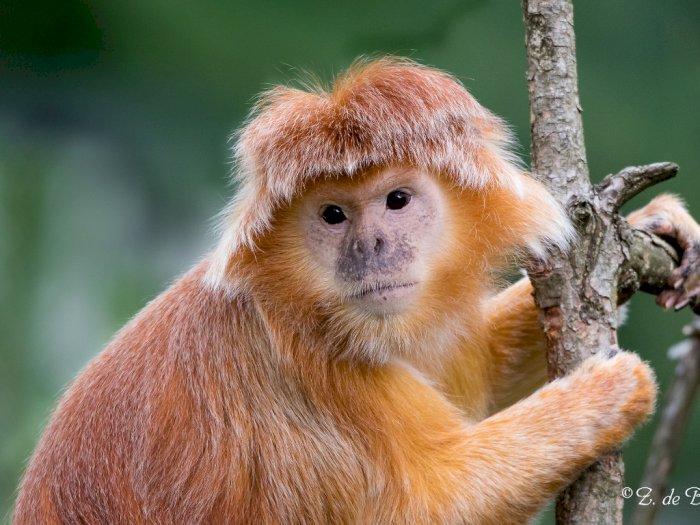 Tak Sekedar Cerita Rakyat, Lutung Kasarung Monyet Endemik dari Jawa