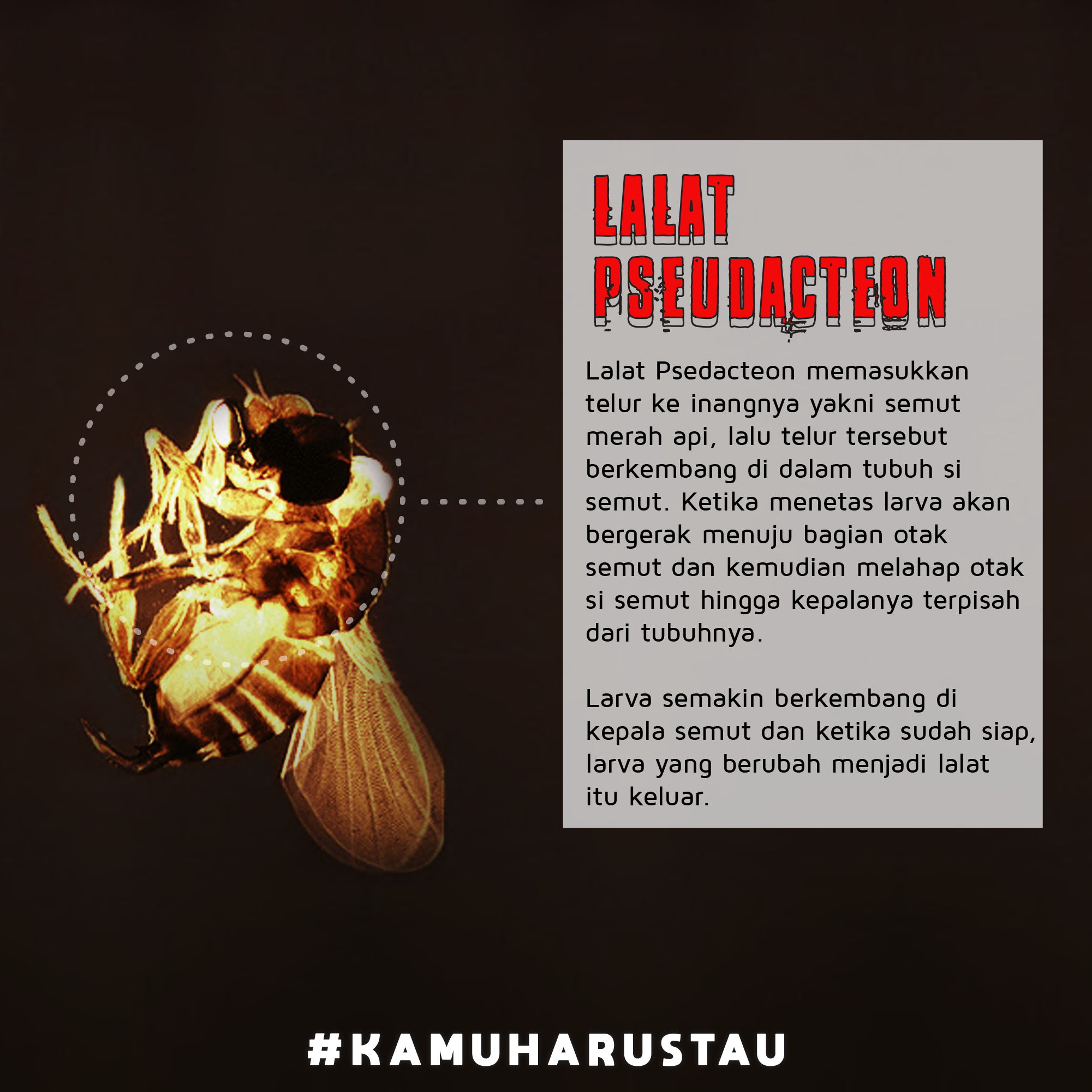 ParasitParasit Paling Kejam, Bisa Jadi Zombie! Indozone.id