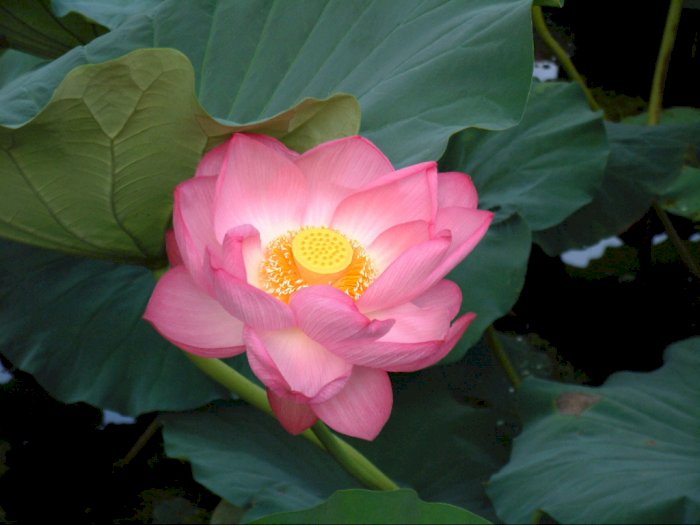 Bunga Lotus Dan Legendanya Dalam Mitologi Mesir Kuno Indozone Id