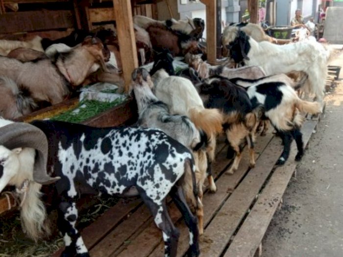 Jelaskan Kapan Waktu Penyembelihan Hewan Akikah / Sebutkan