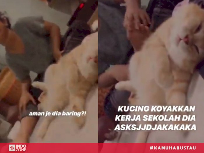 Pr Nya Dirusak Kucing Oren Bocah Ini Menangis Tersedu Sedu Lihat Ekspresi Kucingnya Indozone Id