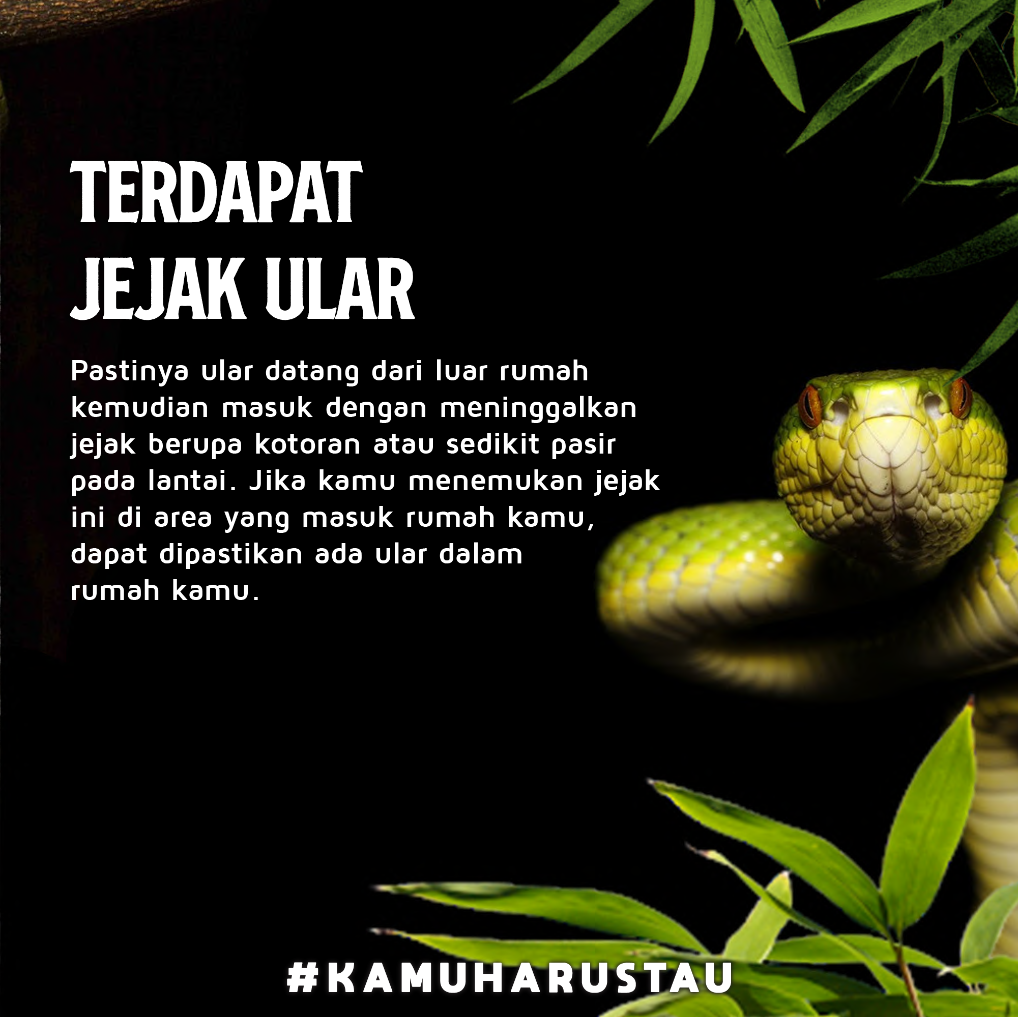 Tanda Ular Masuk Rumah - Ular Piton Sepanjang 3 Meter Masuk ke Rumah Warga Bogor