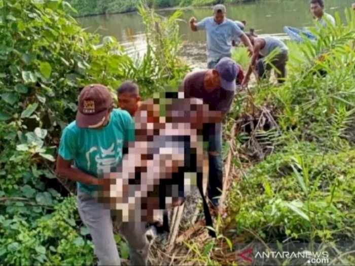 Panik Lihat Orang Melintas, Terduga Maling Sawit Cebur ke Sungai dan Akhirnya Tenggelam