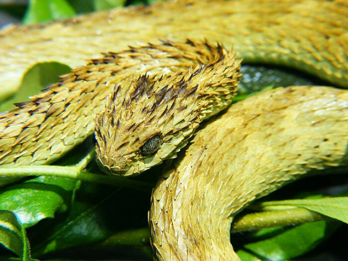Spiny bush viper/ular semak berduri. (wikipedia) Spiny bush viper/ular semak berduri. Ular naga