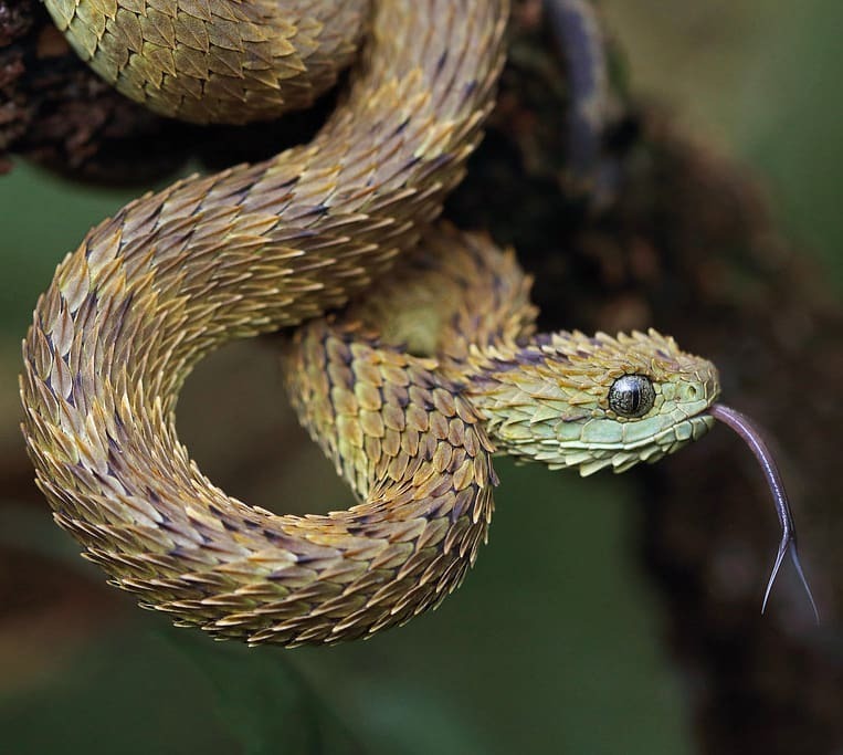 Ular semak berduri. (Instagram/@reptiles.chronicles) Ular semak berduri/Spiny bush viper