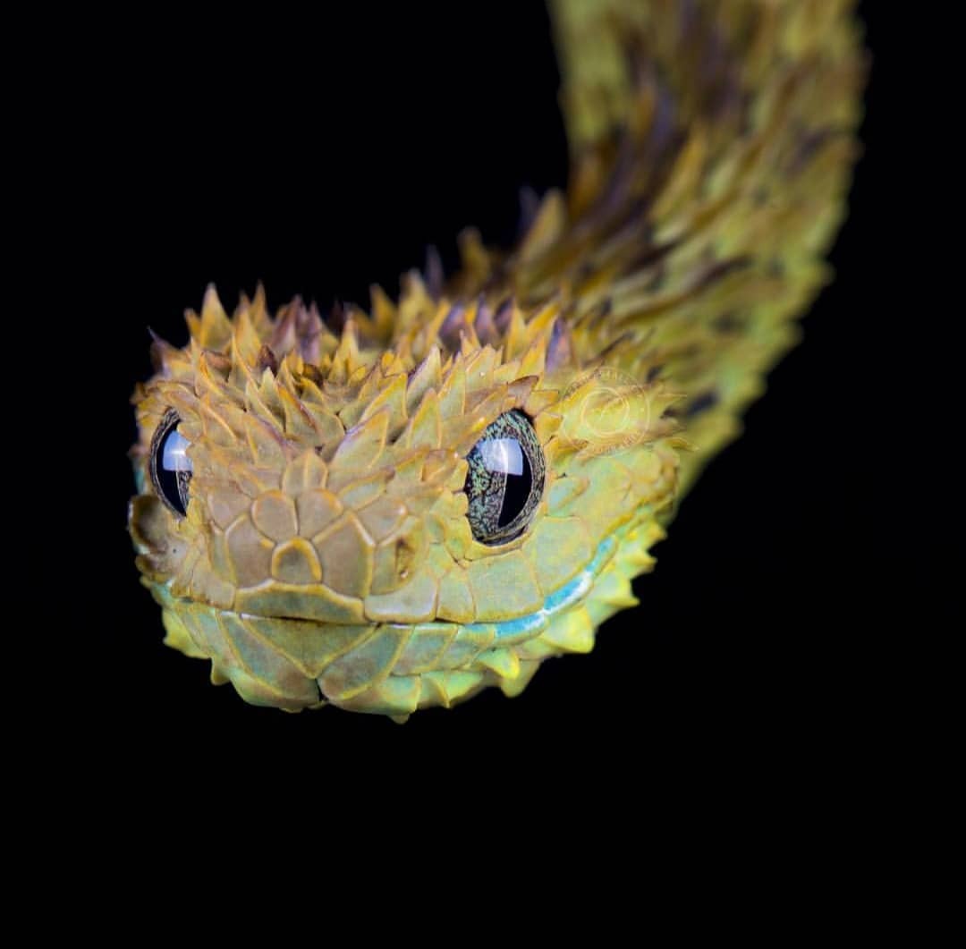 Spiny bush viper / ular semak berduri. (Instagram/@mgkuypers) Spiny bush viper / ular semak berduri.