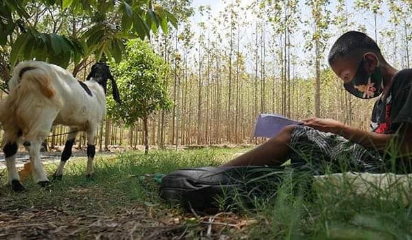 Noor Rahmat mengerjakan ujian sambil menggembala kambing (Facebook/Yuni Rusmini) Noor Rahmat mengerjakan ujian sambil menggembala kambing