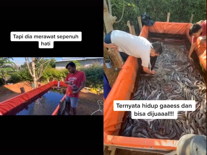 Cuplikan video inspiratif, suaminya ternak lele saat berada di ruma aja. (photo/TikTok/@ dianajeng.59) ternak lele