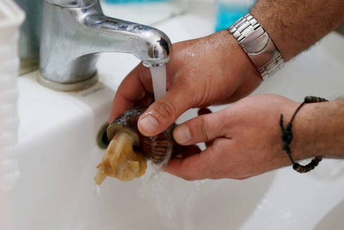 Suheil Sweidan, 34, mencuci seekor siput yang akan digunakan untuk pijat wajah (REUTERS/Muhammad Hamed) Suheil Sweidan, 34, mencuci seekor siput yang akan digunakan untuk pijat wajah