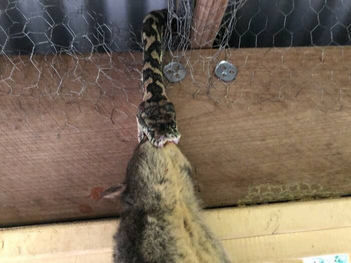 Potret ular yang mengangkat hewan yang lebih besar dari pada tubuhnya. (photo/Facebook/@SunshineCoastSnakeCatchers) ular santap hewan lebih besar dari tubuhnya