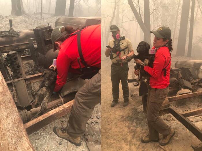 Saat pemadam yang temukan anjing yang selamat dari kebarakan hutan. (photo/Facebook/Kantor Sheriff Butte County) anjing yang selamat dari kebakaran