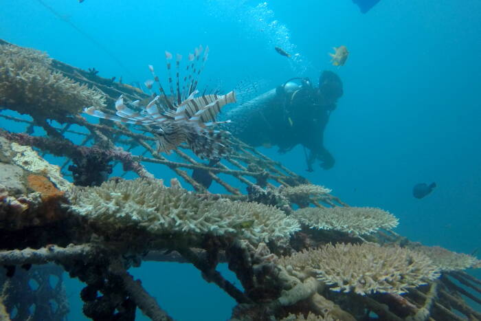ANTARA FOTO/Budi Candra Setya Petugas melakukan pengecekan terumbu karang di perairan Bangsring, Banyuwangi, Jawa Timur, Senin (21/9/2020).