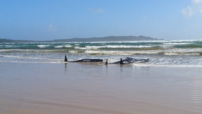 Paus pilot yang terdampar terlihat di atas pasir di Macquarie Heads (REUTERS/TASMANIA POLICE) Paus pilot yang terdampar terlihat di atas pasir di Macquarie Heads