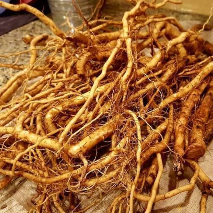 Akar Ashwagandha. (indiamart) Akar Ashwagandha.