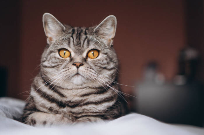 Ilustrasi kucing. (freepik/senivpetro) Hewan Peliharaan yang Cocok dengan Zodiak Kamu