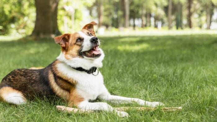 Ilustrasi anjing dewasa. (freepik) Hewan Peliharaan yang Cocok dengan Zodiak Kamu