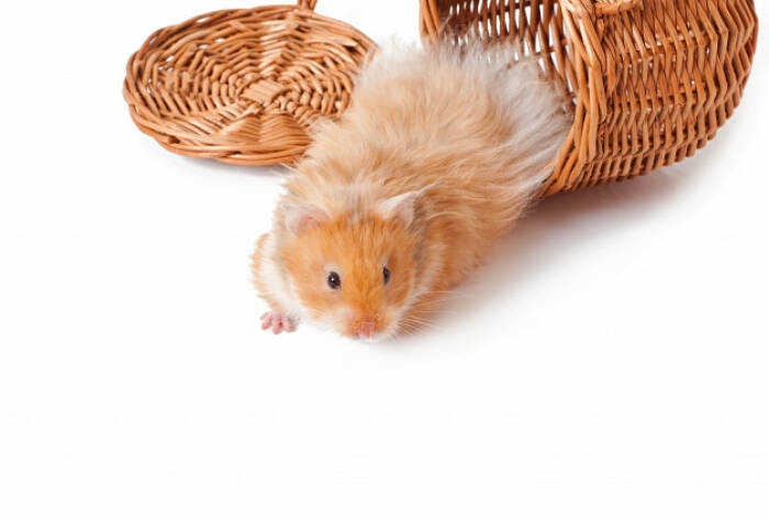 Ilustrasi hamster. (freepik/timolina) Hewan Peliharaan yang Cocok dengan Zodiak Kamu
