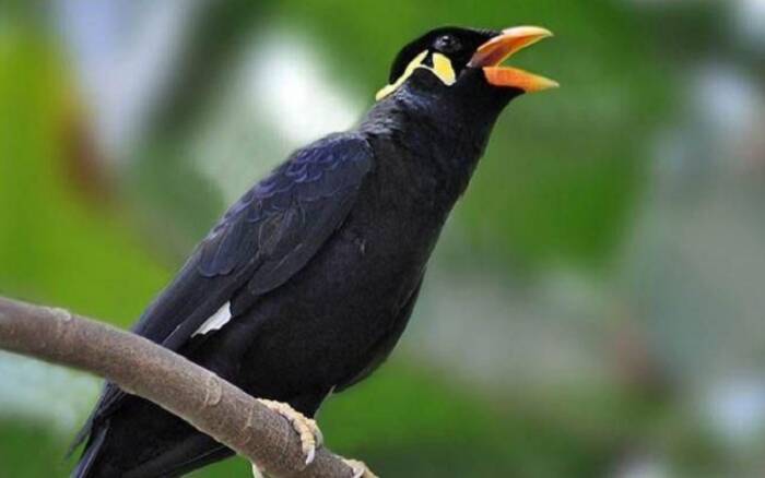 Ilustrasi burung beo. (TheMoonDoggies) Hewan Peliharaan yang Cocok dengan Zodiak Kamu
