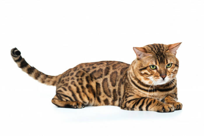 Ilustrasi kucing bengal. (freepik/master1305) Hewan Peliharaan yang Cocok dengan Zodiak Kamu