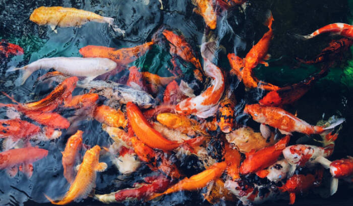 Ilustrasi ikan koi. (freepik/wirestock) Hewan Peliharaan yang Cocok dengan Zodiak Kamu