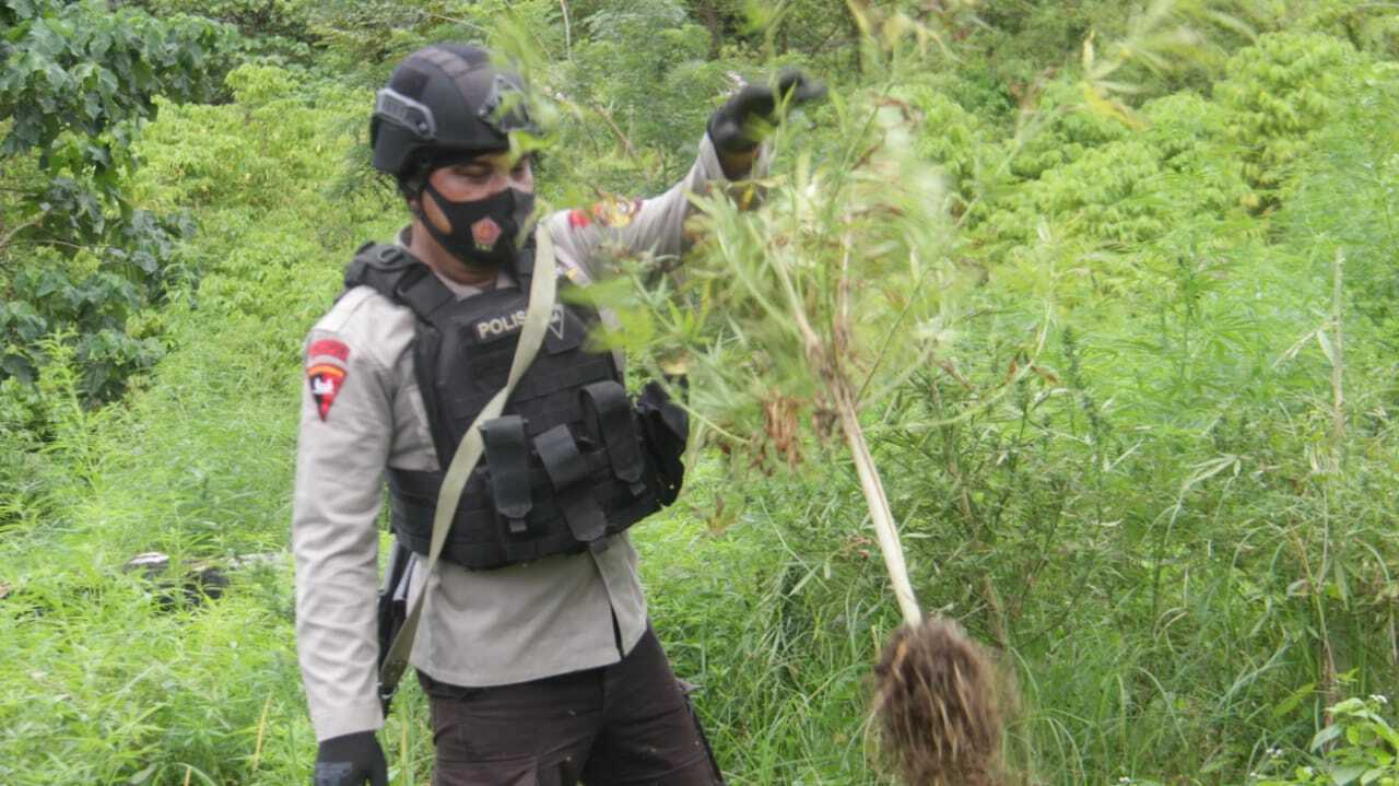 Ladang ganja di Aceh dimusnahkan. (Dok. Direktorat Tindak Pidana Narkoba Bareskrim Polri) ladang ganja