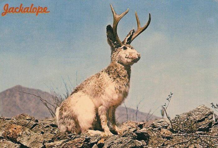 Ilustrasi Jackalope, kelinci bertanduk rusa. (legendsofamerica.com) Ilustrasi Jackalope, kelinci bertanduk rusa.