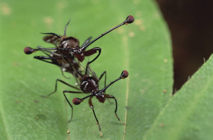 Lalat bermata batang (Stalk-eyed flies). (cell.com) Lalat bermata batang (Stalk-eyed flies).
