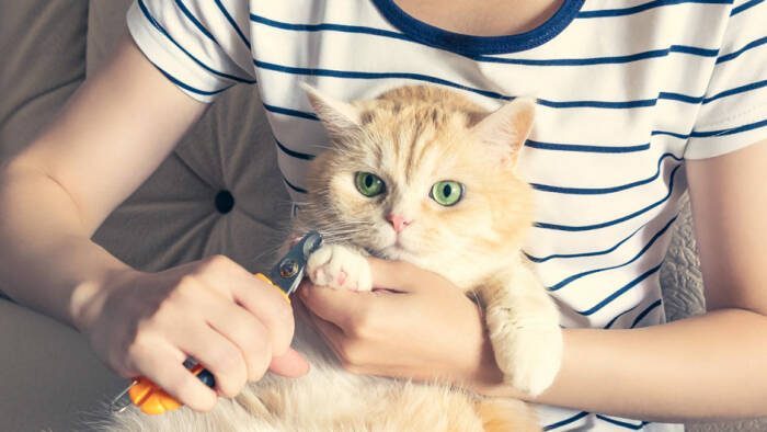 Ilustrasi menggunting kuku kucing. (petcentral.chewy.com) kapan waktu yang tepat memotong kuku kucing