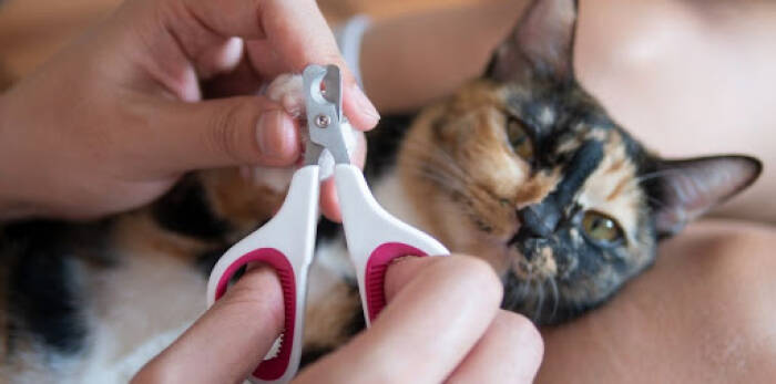 Ilustrasi menggunting kuku kucing. (PlusPets) cara gunting kuku kucing yang benar
