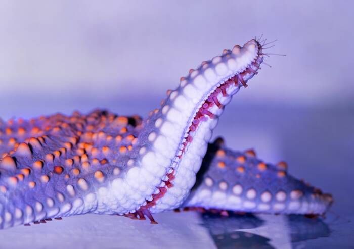 Lengan bintang laut. (Usnplash/@detikcom) Lengan bintang laut.