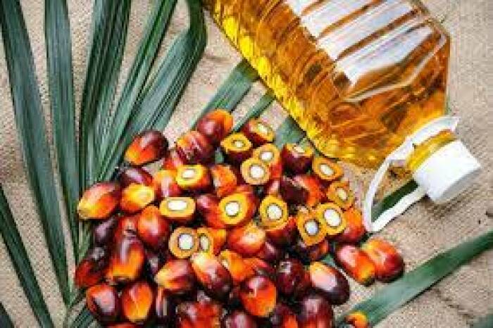 Minyak sawit (health.harvard.edu) jenis minyak goreng sehat untuk penderita diabetes