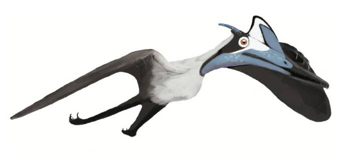 Pterodactyl. (Wikipedia/Matthew Martyniuk) 5 Dinosaurus yang Dipercaya Masih Hidup Hingga Sekarang