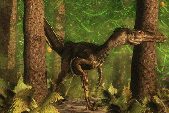 Velociraptor. (alamy) 5 Dinosaurus yang Dipercaya Masih Hidup Hingga Sekarang