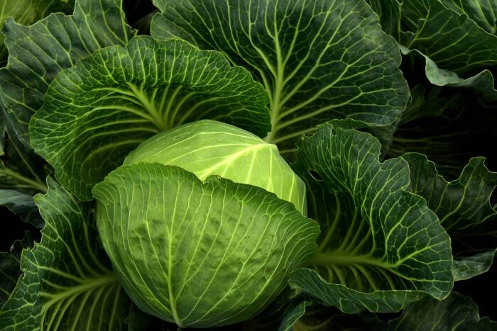 Kubis (Pixabay) makanan untuk penderita sakit maag