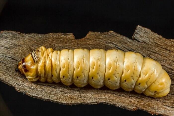 Larva ngengat, the witchetty grub. (abc.net.au/Robert Whyte) Larva ngengat, the witchetty grub.