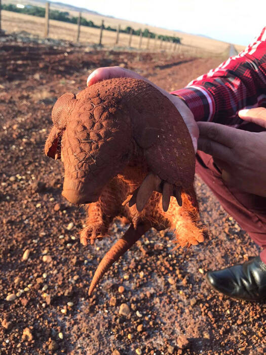 Pria baik hati memberi air minum ke Armadillo (Dok. Cledson Matias de Oliveira) Pria baik hati memberi air minum ke Armadillo
