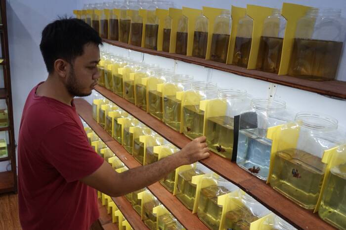 ANTARA FOTO/Andreas Fitri Atmoko Peternak menunjukan ikan betta atau cupang yang siap dipasarkan