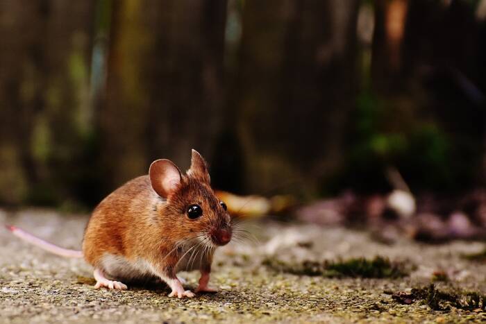 Ilustrasi tikus. (Pixabay/Alexas_Fotos) Wilayah Alberta di Kanada yang bebas tikus.