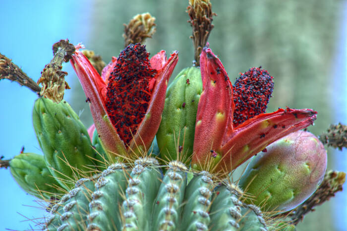 Buah kaktus saguaro. (Flickr/radical dawg) Buah kaktus saguaro di gurun sonoran