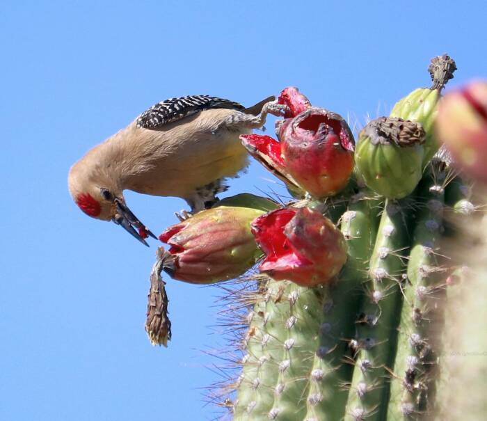 Buah saguaro sebagai sumber makanan burung. (Flickr/Martha Koteff) Buah saguaro sebagai sumber makanan burung.