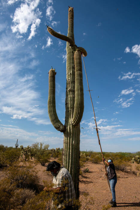 Kaktus saguaro. (atlasobscura.com) Kaktus saguaro