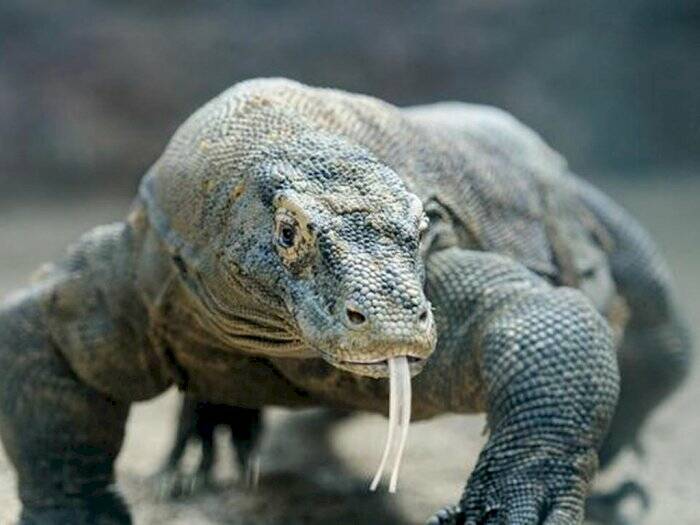 Komodo memiliki lidah bercabang. (live science) 5 Fakta Komodo yang Jarang Diketahui