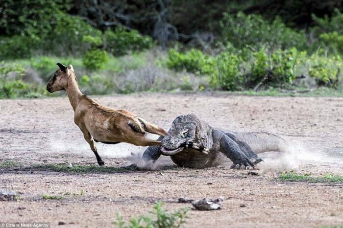 Komodo dapat makan mangsa besar. (Dailymail) 5 Fakta Komodo yang Jarang Diketahui