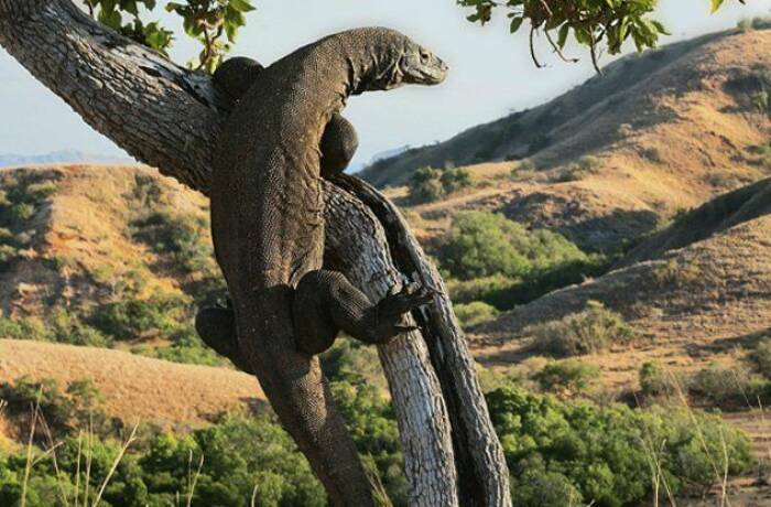 Komodo dapat bereproduksi sendiri. (Floresplus.net) 5 Fakta Komodo yang Jarang Diketahui