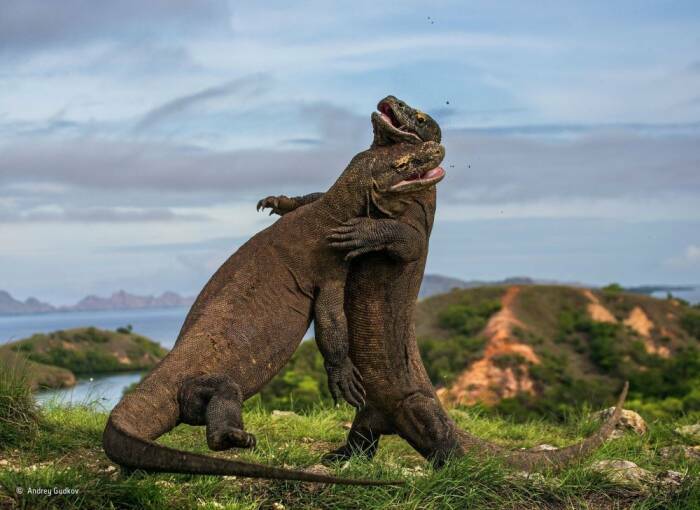 Komodo dapat hidup hingga puluhan tahun. (Busi.org) 5 Fakta Komodo yang Jarang Diketahui