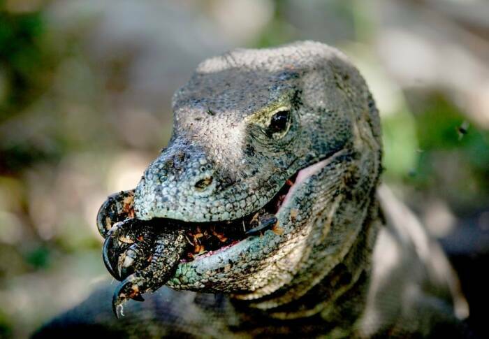 Air liur komodo tidak membunuh. (Reddit) 5 Fakta Komodo yang Jarang Diketahui