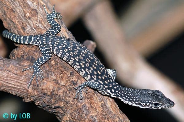 Biawak kerdil. ( Reptile-care.de/Lutz Obelgonner) Tak Hanya Komodo, 5 Biawak Ini Juga Dilindungi